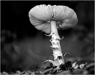634 - PADDESTOEL - BONTE ROGER - belgium <div